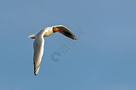 一只海鸥飞翔图片