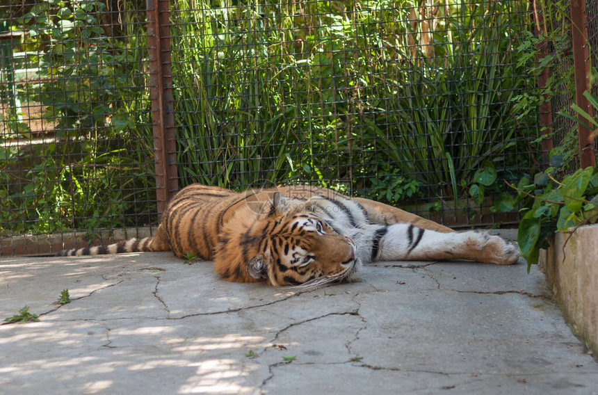 大老虎躺在笼子里图片