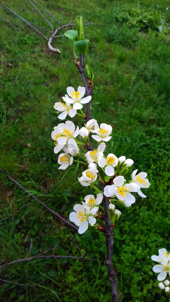 李子盛开的花朵春天的梅花美丽图片