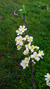 李子盛开的花朵春天的梅花美丽图片