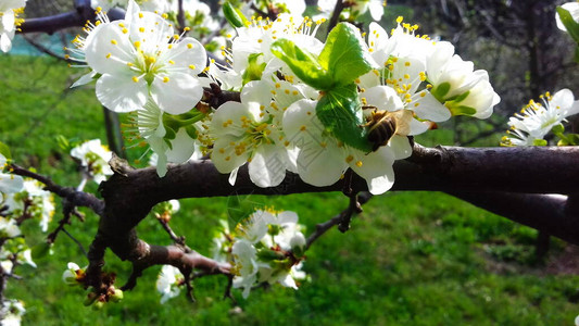 李子盛开的花朵春天的梅花美丽的白花图片