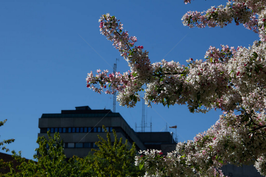 瑞典隆德医院大楼外面一棵盛开的树在温暖的春日图片