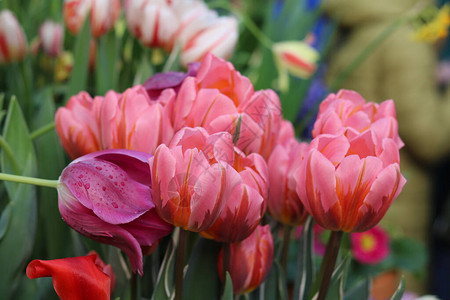 春花横幅许多美丽的粉红图片