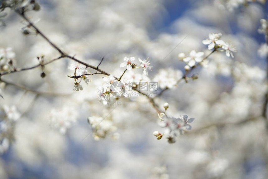 在蓝天空下长出白色精细的野樱桃花frunus图片