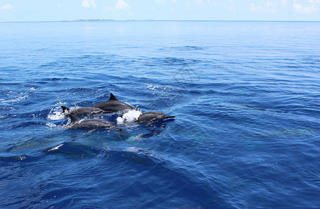 海豚在马尔代夫的海洋中跳跃图片