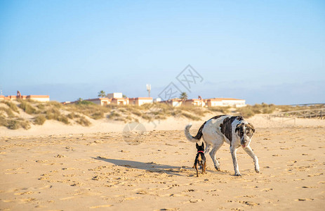 狗在沙滩上散步图片