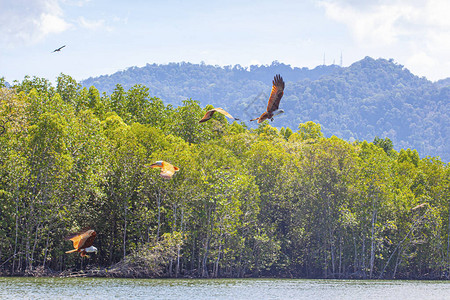 在马来西亚兰卡维岛红树林附图片