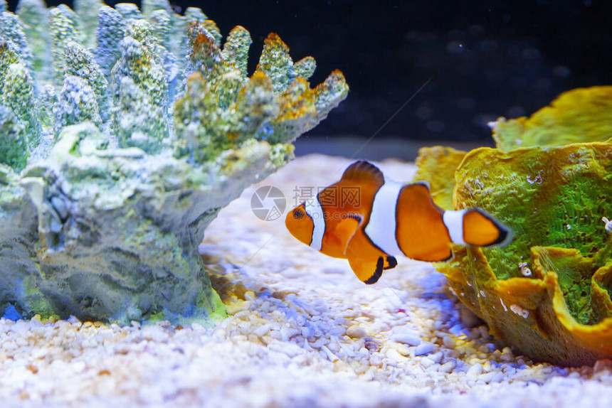 水族馆里明亮的橙色小丑鱼图片