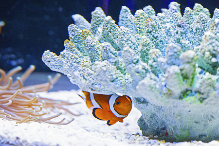 水族馆里明亮的橙色小丑鱼图片