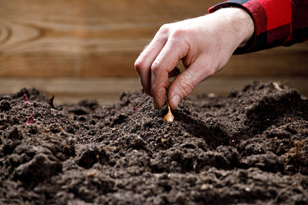 园丁的手在土壤中种植子和植物的农民图片