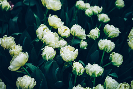 春天开花的白色郁金香花坛的特写公图片