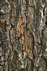 树皮长满青苔Grunge木质纹理橡木压纹材料树皮图片