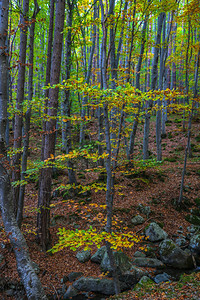秋天美丽的神秘森林多彩的风景和树木图片
