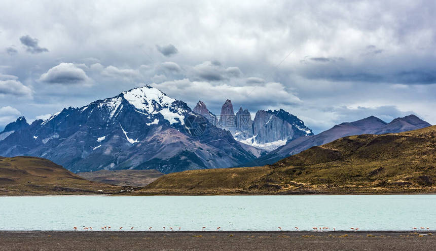 智利帕塔哥尼亚TorresdelPaine公园湖边智利法拉明戈Phoenicopteroschil图片