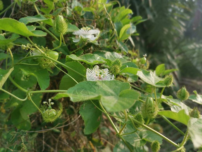 石花野生西番莲属植物灌木背景