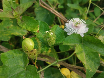 野生西番莲属植物灌木图片