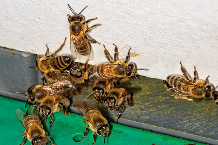 蜂巢入口处的一群蜜蜂图片