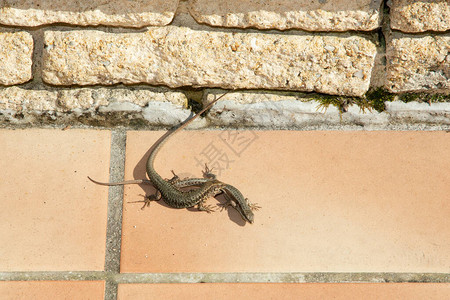 蜥蜴在春天培育两个蜥蜴在图片