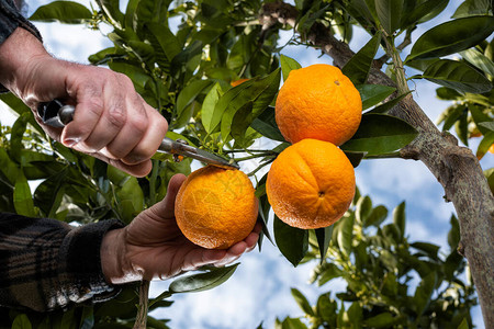 农民用剪刀在柑橘园采摘橙子的手底部图片