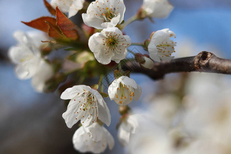 Prunusavium的细节与蓝天无法辨认的花瓣从冬天的长眠中醒来雌蕊释放花粉并引诱蜜蜂或大黄蜂开始种背景图片