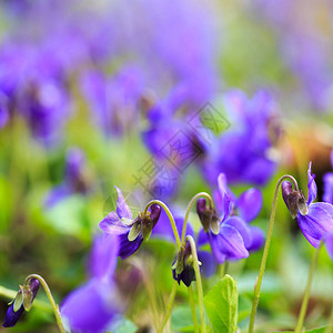春天的花朵紫罗兰色的紫罗兰花在春天的森林里图片