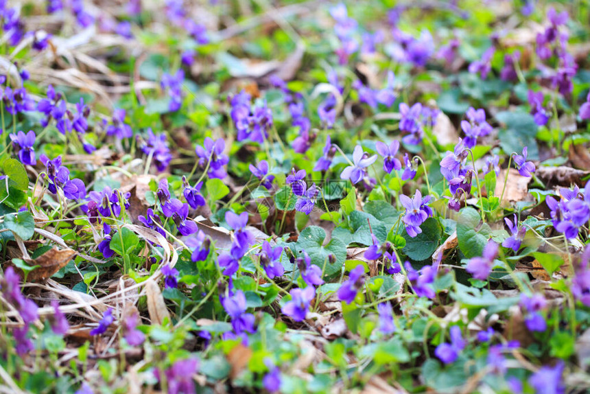 春天的花朵紫罗兰色的紫罗兰花在春天的里图片