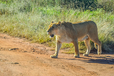 非洲大棕色母狮在自然保图片