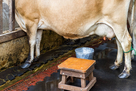 关闭一头泽西奶牛和传统挤奶工具如水图片