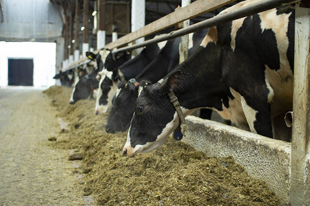 牛在畜牧农场上奶牛在养图片