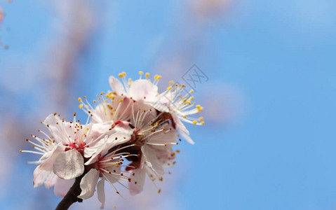 春天的花朵在户外开花杏树图片