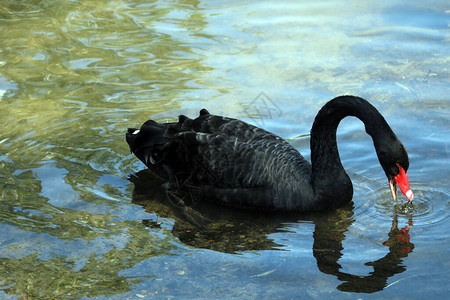 黑天鹅在池塘上图片
