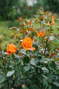 夏天花园里的橙花万寿菊花背景图片