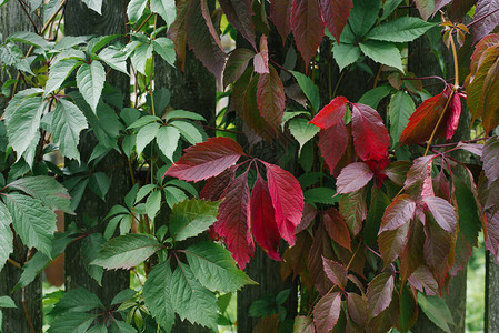 野葡萄的绿叶和红叶花原背景图片