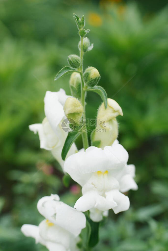 美丽的白花朵在夏日的花园里紧生长图片