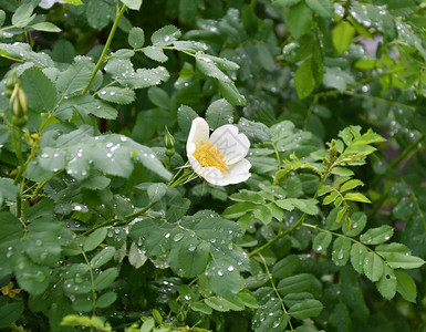 春园雨后白玫瑰果花图片