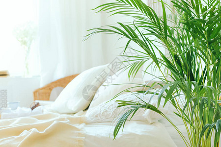 关闭绿色新鲜的热带室内植物棕榈叶与模糊的舒适卧室背景城市图片