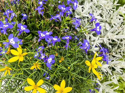 黄色紫色和银色装饰花的卉背景工作室照片图片
