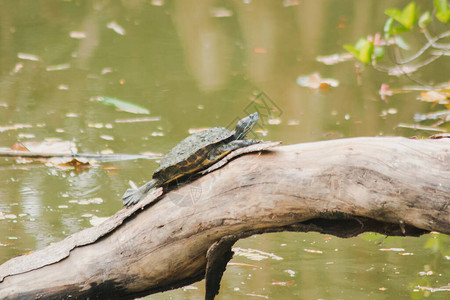 在水上树的黑乌龟太阳图片