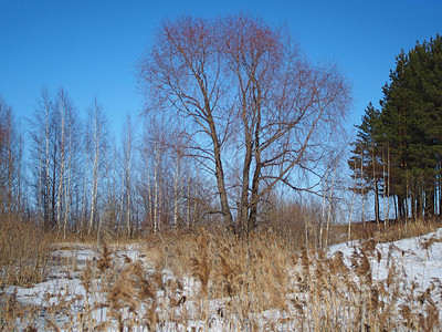 草这条河在冰层之下俄罗斯春天的自然俄罗斯乌拉尔图片