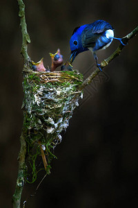鸟类在大自然的巢穴里喂图片