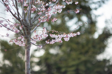 樱花或樱花盛开在春季图片