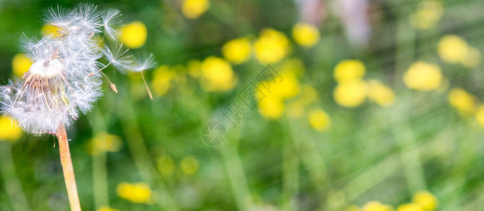 Dandelion种子头绿色背景塔图片