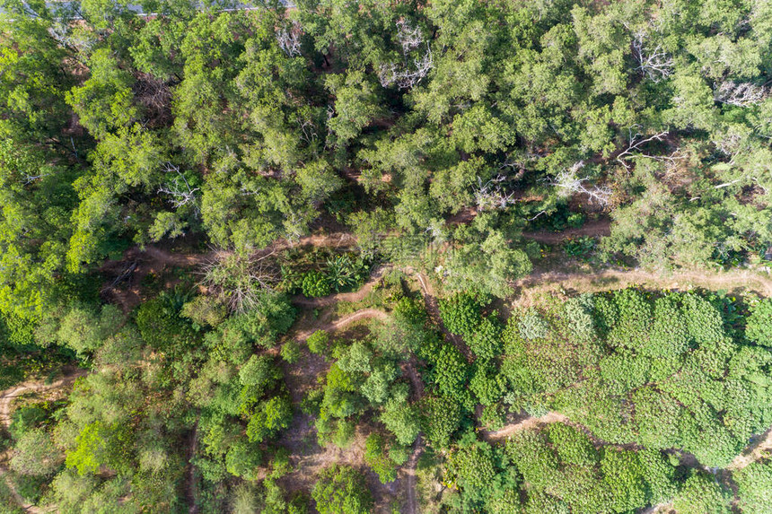 空中俯视森林树木带小径和山地自图片