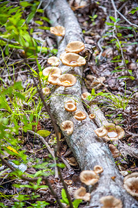 树林中树干上可食用蘑菇的特写图片