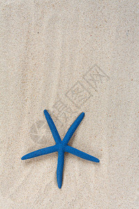 海沙上的星鱼图片
