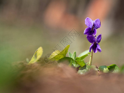 春天盛开的紫色花朵violaod图片