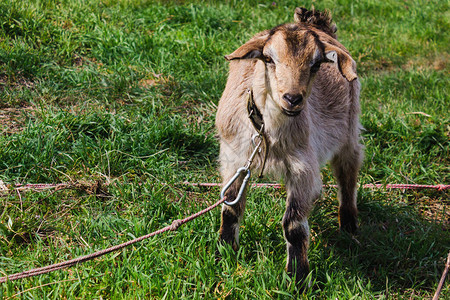 春天牧场上的山羊一只带项圈的棕色山羊在乡下的草地上吃图片