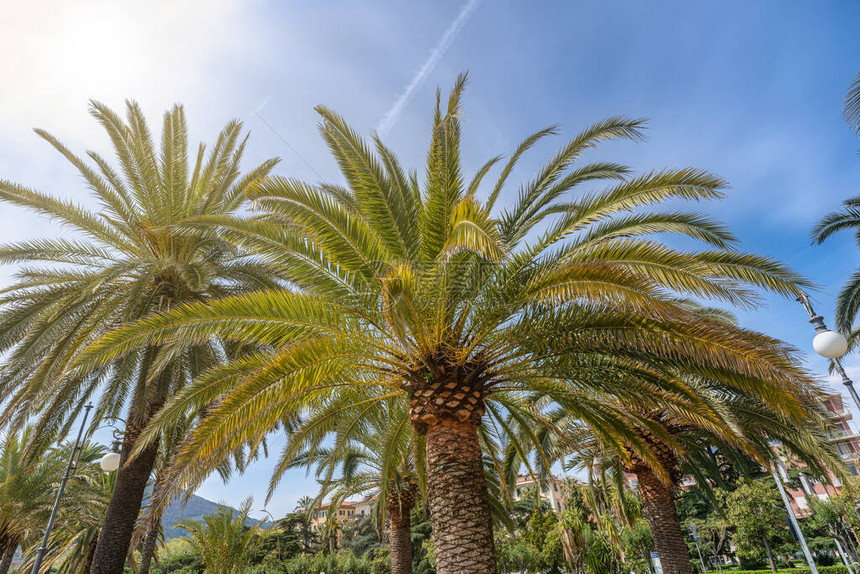 蓝天白云的棕榈树图片