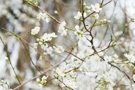 春天花园里开着白樱桃花的树枝选择焦点春暖花开春天的第一天图片