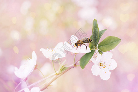 一朵白樱桃或梅花和一朵蜜蜂高清图片